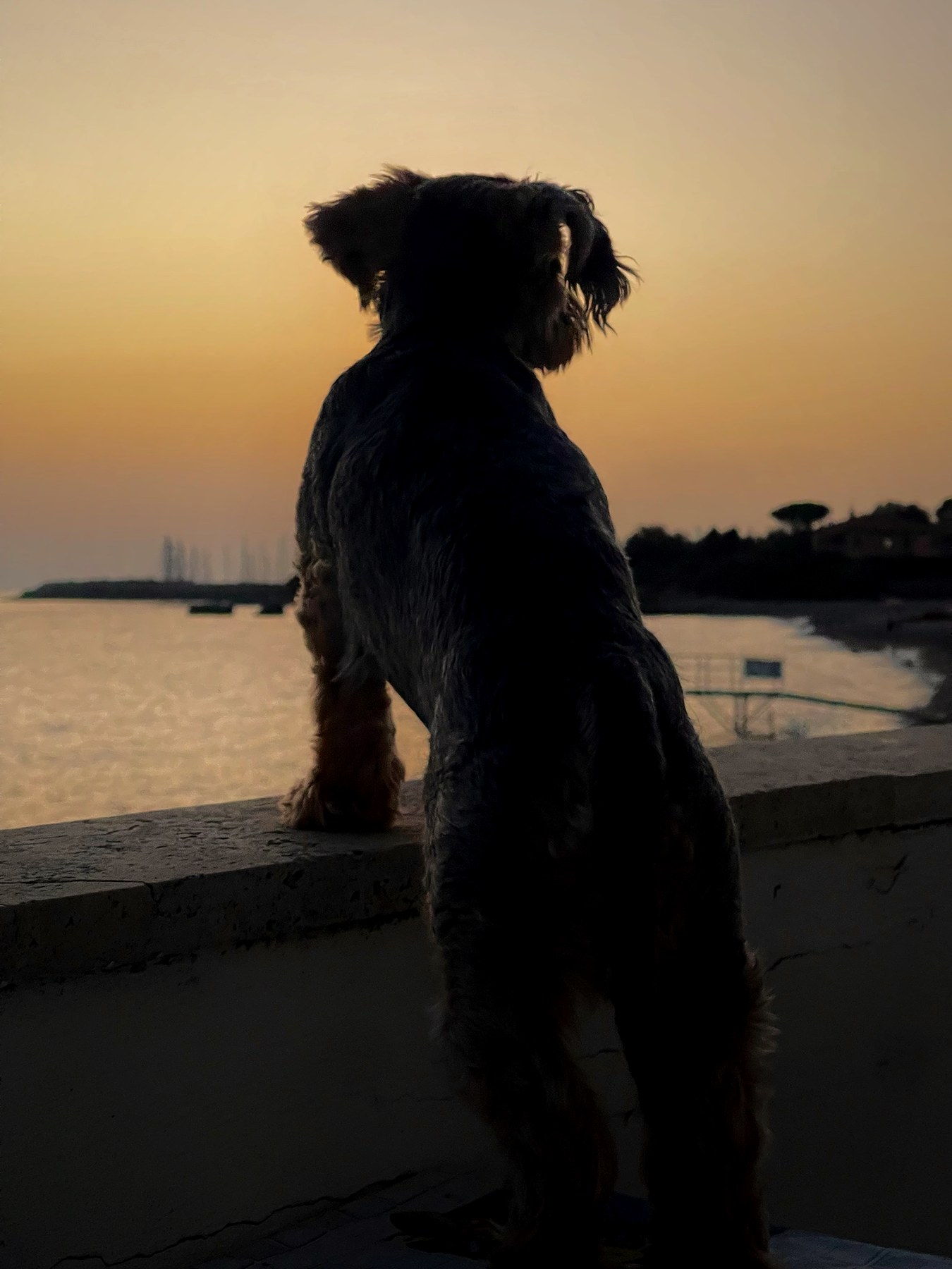 Silhouette eines kleinen Hundes auf einer Mauer vor dem Meer im Sonnenuntergang