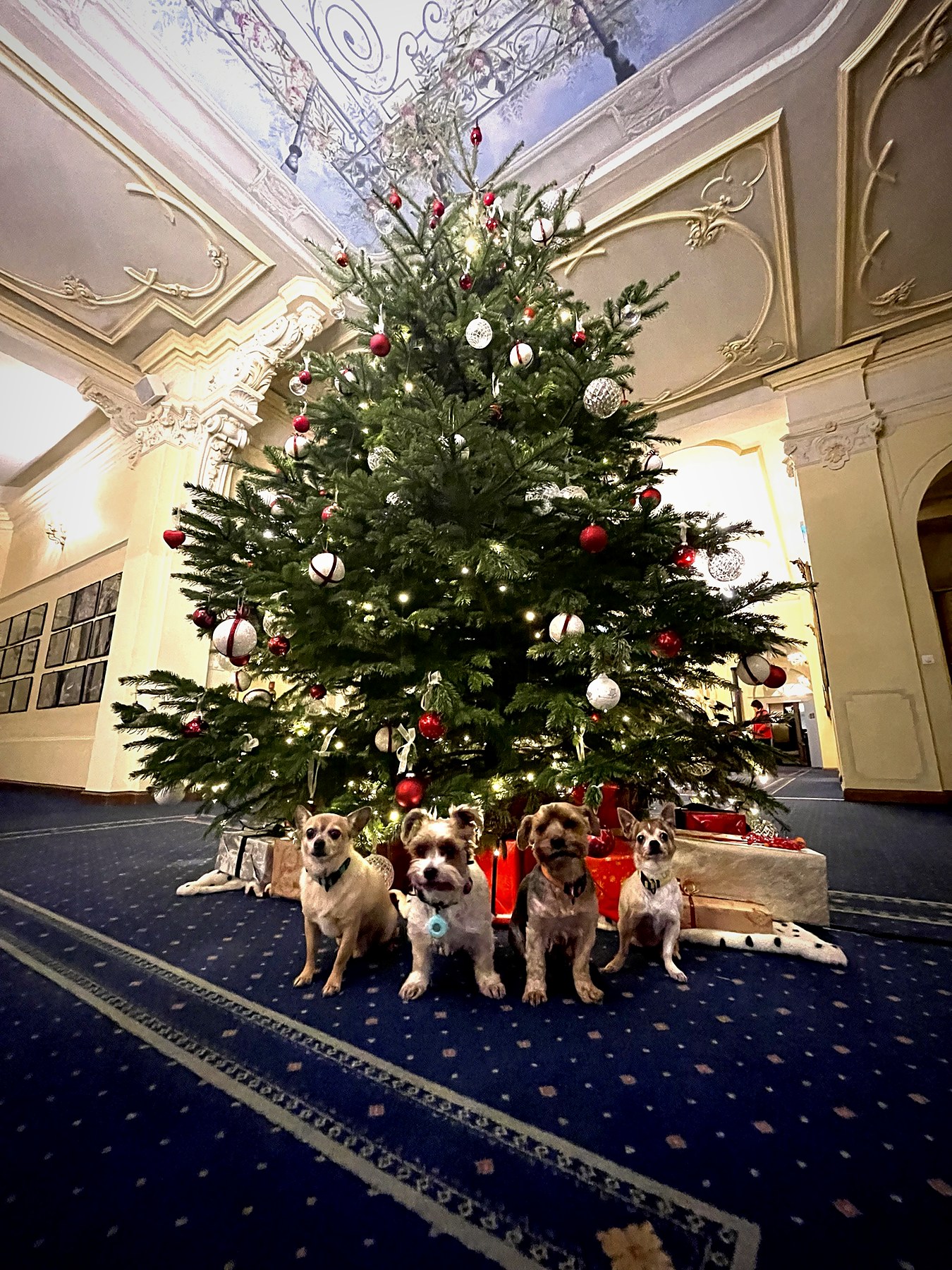 Vier kleine Hunde vor einem geschmückten Weihnachtsbaum in einer Hotelhalle mit Stuckdecke