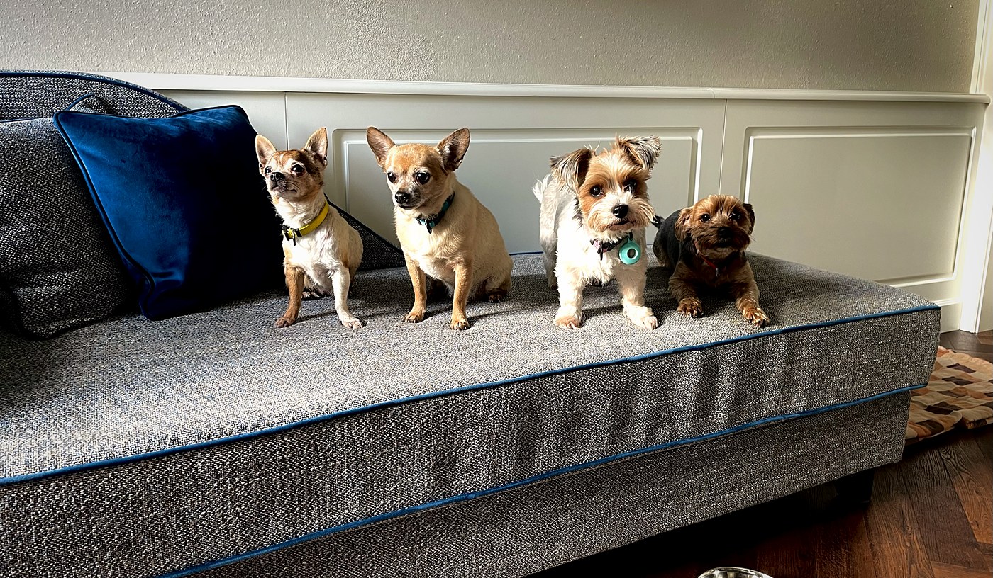 Vier kleine Hunde auf einem grauen Sofa mit blauen Samtkissen