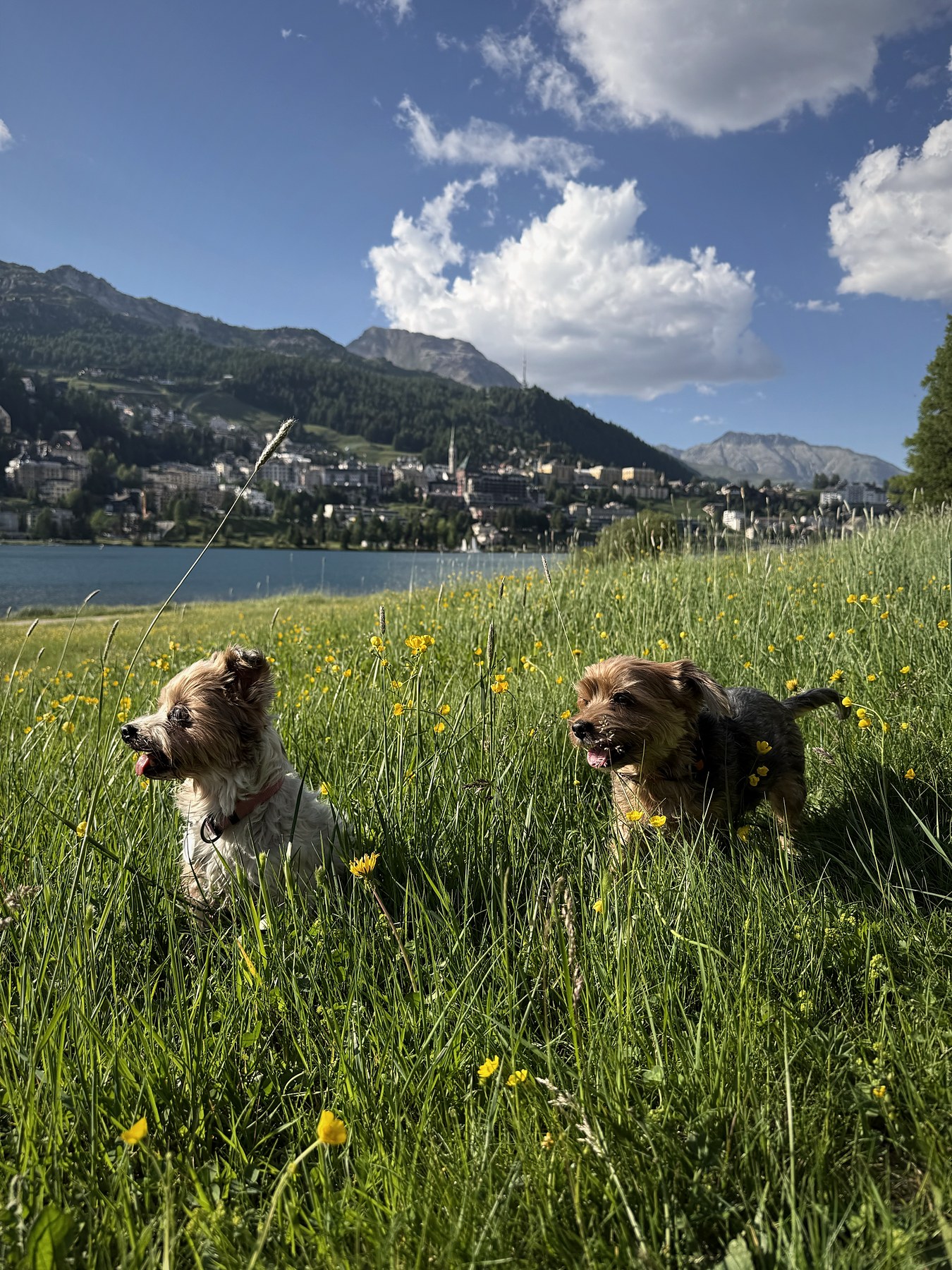 Zwei kleine Hunde in einer Blumenwiese, dahinter der St. Moritzersee und das Dorf