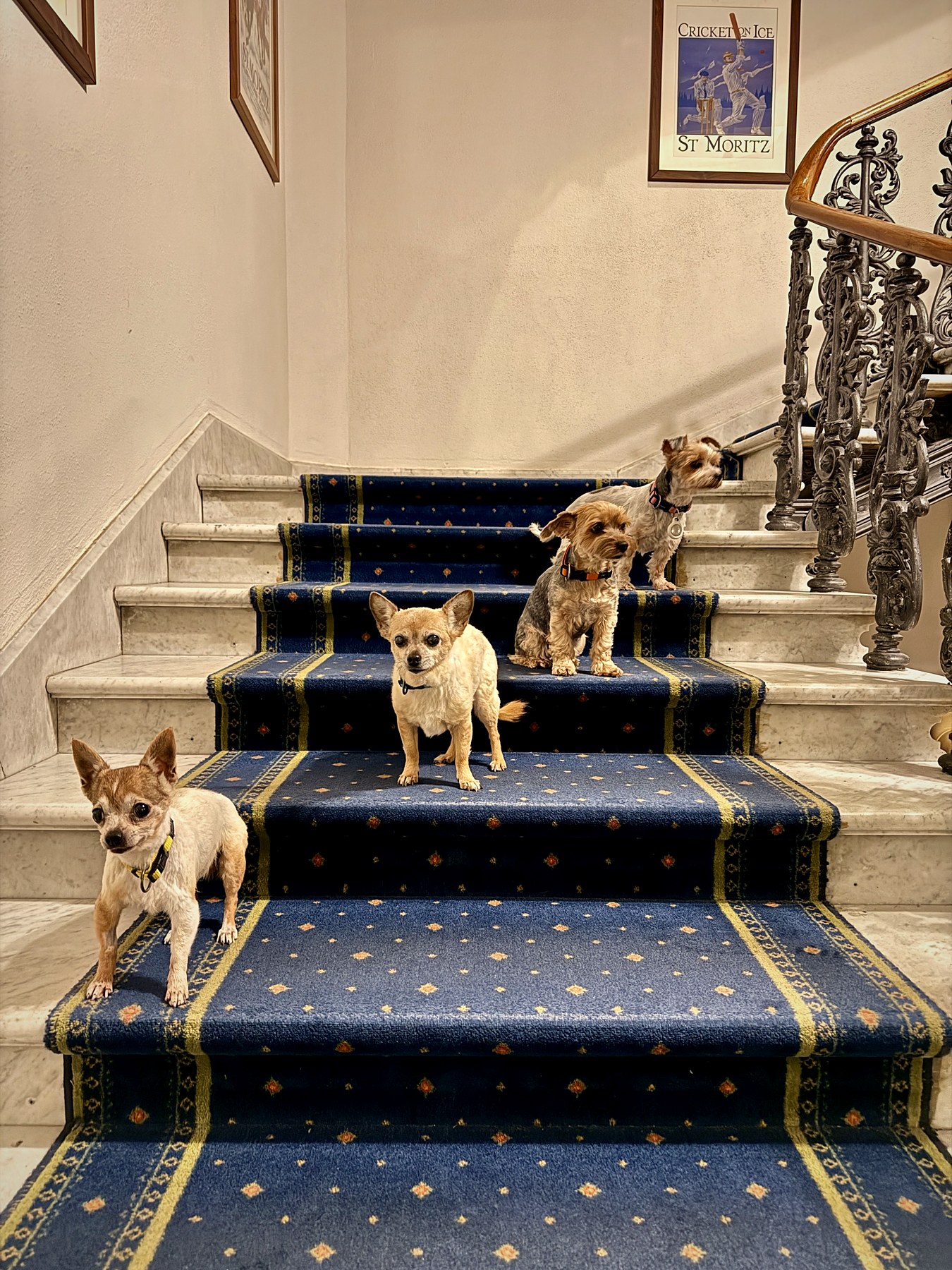 Vier kleine Hunde auf einer Hoteltreppe mit blauem Teppich, Marmor und schmiedeeisernem Geländer