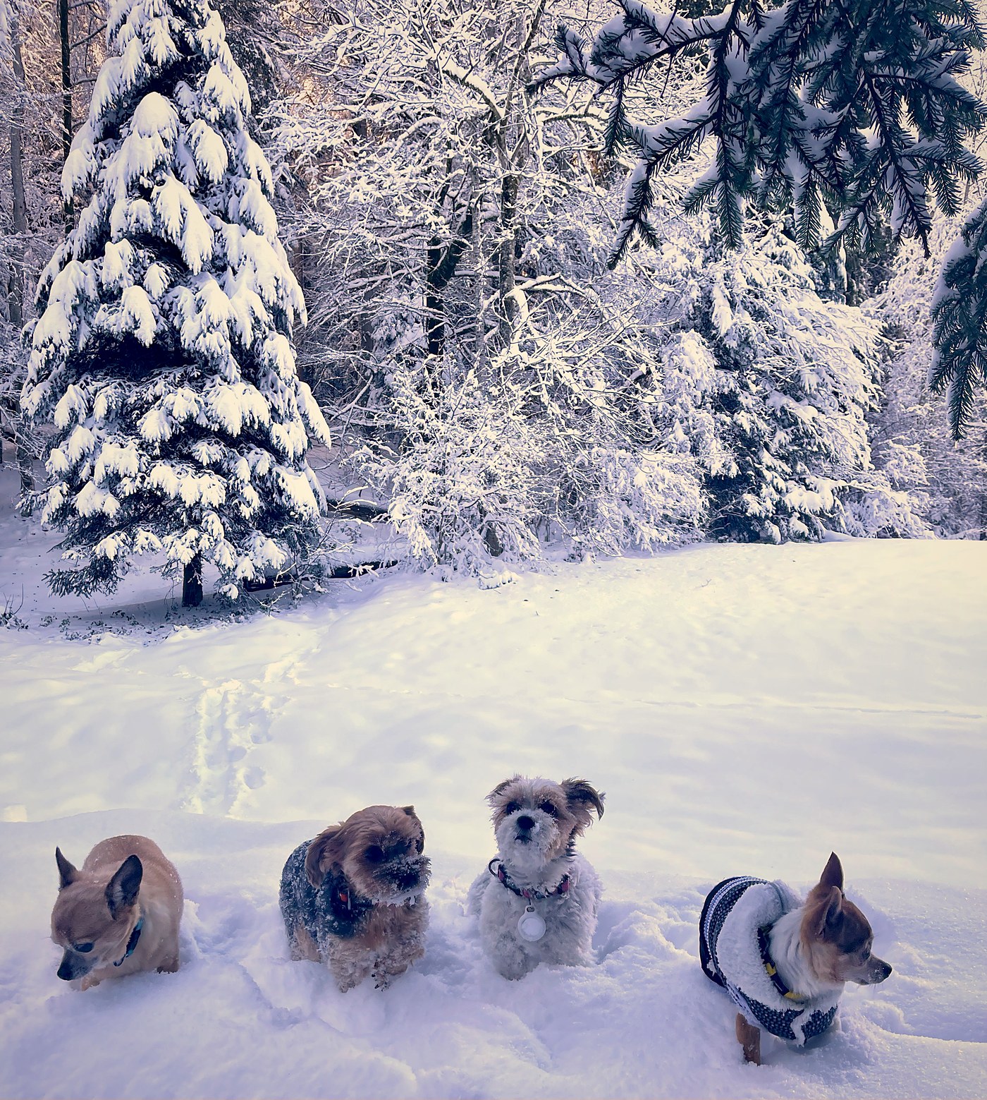 Vier kleine Hunde im Tiefschnee vor verschneiten Tannen